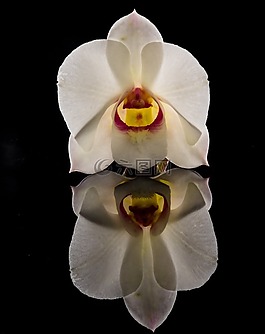 orchdee,開花,花