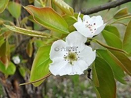 開花果樹,春,悲傷