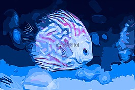 小鱼,diskus,水族馆