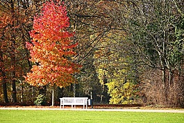 公園,銀行,秋季