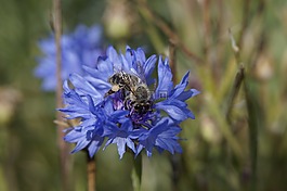 矢車菊,蜜蜂,藍色