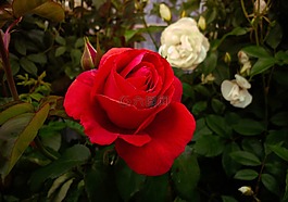 玫瑰,花,植物區(qū)系