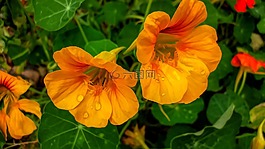 鮮花,植物區(qū)系,黃色