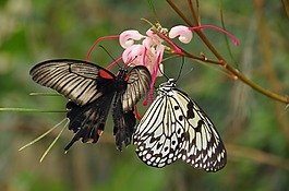 蝴蝶,mariposario de 娱乐,昆虫