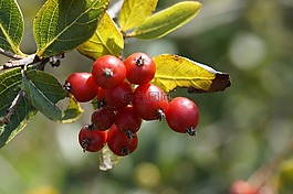 山楂,红色,水果