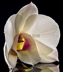 orchdee,開花,花