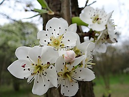 開花果樹,春,悲傷