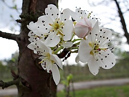 開花果樹,春,悲傷