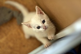 小猫,固体只白色的猫,没有母亲的孩子