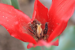 綠色,紅色,花卉