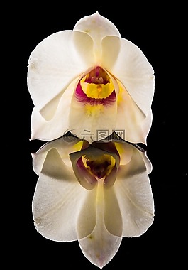 orchdee,開花,花
