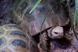龜,動(dòng)物園,動(dòng)物