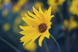花,黃色,花瓣