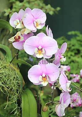 蘭花,鮮花,自然