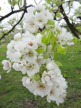 開花果樹,春,悲傷