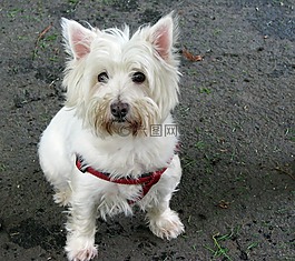 西西高地白梗,westie,小猎犬
