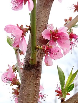 開花果樹,春,悲傷