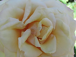 花,開花,玫瑰