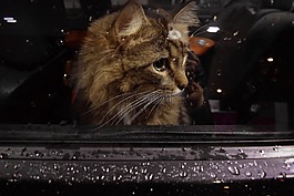 貓,窗口,車
