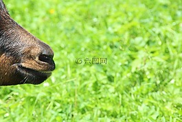 山羊,布朗,草地