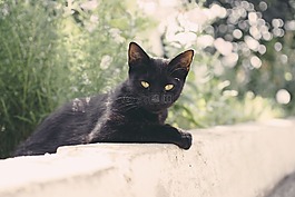 貓,動物,小貓