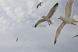 海鷗,飛行,飛
