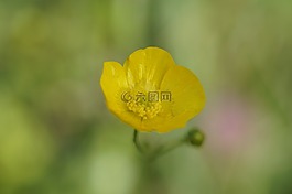 毛茛,開花,尖毛茛