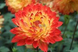 鮮花,光明,紅色