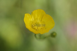 毛茛,黃色,花