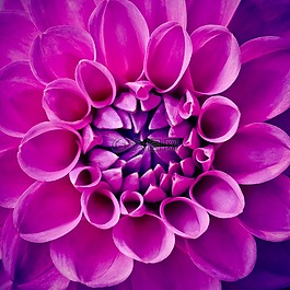 嬌琴紗,花,花園