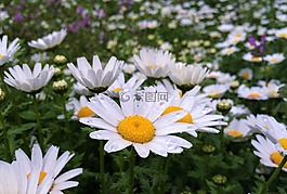 黛西,雨,一滴水