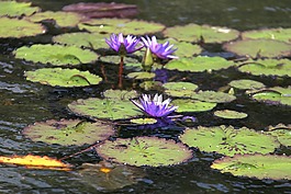 禮來公司,自然,花