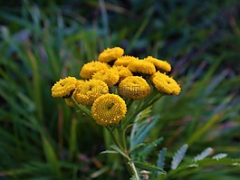 花,綠色,黃色