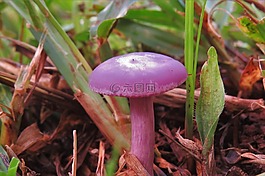 蘑菇,粉紅色,不尋常的