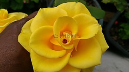 花,院子里,自然