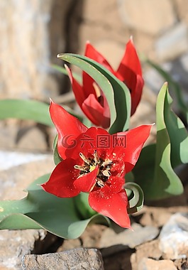 綠色,紅色,花卉