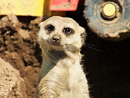 動物,獴,野生動物