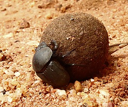 甲虫,蜣螂,bug
