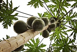 加納,椰子樹,非洲