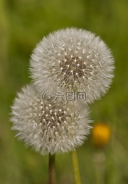 蒲公英,綠色,春天