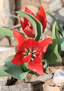 綠色,紅色,花卉