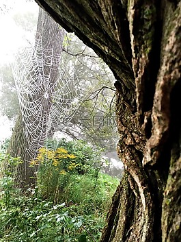 蜘蛛,web,蜘蛛網(wǎng)