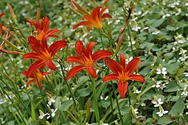 植物,紅色,花園