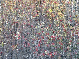 漿果,樹(shù),對(duì)比