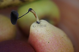 梨,樣式,靜物