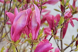 玉蘭,鮮花,春天