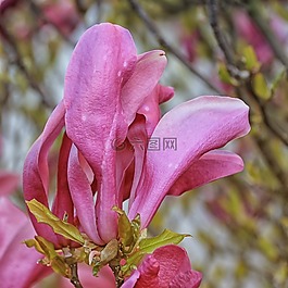 玉蘭,鮮花,春天