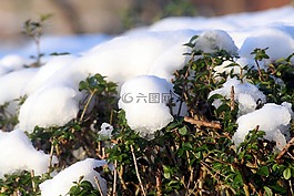 雪,女贞对冲,解冻