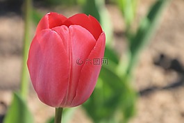郁金香,紅色,開(kāi)花