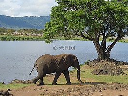 假日,逃生,非洲